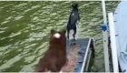 Пёс в последний момент передумал прыгать в воду