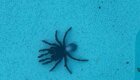 Австралийка обнаружила на дне своего бассейна 20 пауков