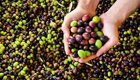 Маслины и оливки: в чем разница — мифы и реальность