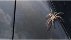 Неожиданный помощник избавил австралийку от паука