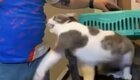 Кот, который терпеть не может ветеринарные клиники
