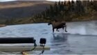 Крупный лось пробежал по реке перед лодкой и не утонул