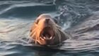 Морской лев высказал свое недовольство разбудившему его туристу