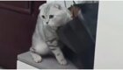 Застрявшая в пакете кошка пожалела о своем любопытстве