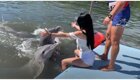 Доигралась: озабоченный дельфин напал на туристку