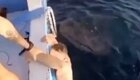 Китовая акула напугала туриста и развеселила его друзей