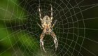 Пауки могут плести паутину в космосе, ориентируясь на свет