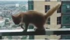 Бесстрашный котенок прогулялся по балкону и заставил хозяев всерьез поволноваться