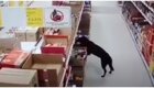 Идеальное преступление: сообразительная собака украла пакет с кормом из магазина