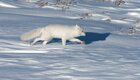 7 интересных фактов из жизни полярной лисицы
