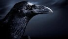 Ученые подтвердили, что вороны понимают, что такое смерть, и боятся ее