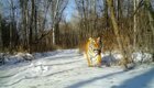 Амурский тигр похрустел снегом возле фотоловушки