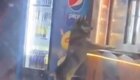 Сообразительный бездомный пёс просит угощение у продавца