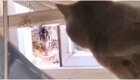 Пушистый дворовый авторитет испепеляет взглядом домашнего кота