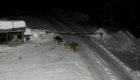 Стая волков напала на собаку в Пермском крае