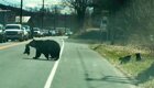 Мама-медведица переходит дорогу со своими непослушными детенышами