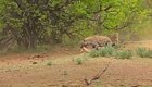 Гиена отняла у леопарда антилопу: кадры из национального парка Крюгера