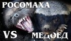 Медоед vs росомаха: «Король и королева» из мира животных 