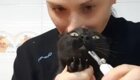 Безопасный для хозяина метод стрижки когтей у кошек