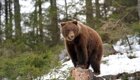 В Томской области медведь задрал мужчину, занимавшегося вырубкой леса