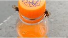Две пчелы смогли открыть крышку бутылки с газировкой