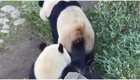 Любвеобильная панда пытается привлечь внимание самца