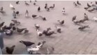 Сочинские отпугиватели птиц способны прогнать кого угодно, только не голубей
