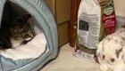 18 случаев, когда коты установили в доме хозяев свои правила