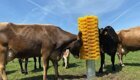 Фермер установил гигантскую щетку на пастбище, и его коровы без ума от нее