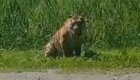 Амурский тигр вышел к поселку Приморского края и напугал жителей