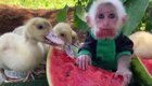 Сочный сладкий арбуз для маленькой обезьянки и ее друзей