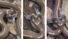 Двухголовая змея ест одновременно две разные добычи