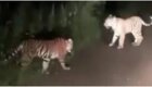 Мужчина повстречал на дороге трех тигрят