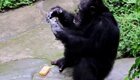 Шимпанзе в Китае, подражая смотрителям зоопарка, моет руки и носит маску