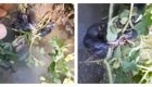 Мужчина нашёл редчайшего живого «крысиного короля»
