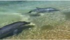 В Анапе дельфины подплыли к берегу, чтобы полакомиться рыбой