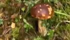 Грибник нашёл в лесу забронированные кем-то грибы
