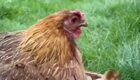 Курица удивила петуха необычными детенышами