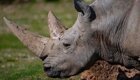 Умер самый старый белый носорог в мире