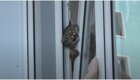 В Омске парень спас застрявшего в окне кота