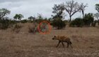 Напряженные кадры: детёныш леопарда спасается бегством от гиены