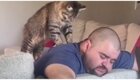 Кот устроил своему хозяину сеанс массажа