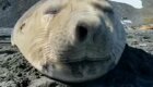 Будьте здоровы: как чихают тюлени