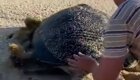 Спасение беззащитной морской черепахи
