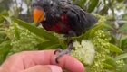 Пора домой: возвращение блудного попугая