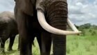 Слон разыграл туристку