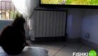 Воздушная тревога: реакция кошки на птицу в телевизоре 