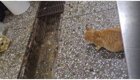 Терпеливая кошка против крысы