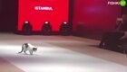 Кошка вышла на подиум во время показа