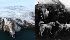 Детективная история во льдах: жизнь и смерть на острове Врангеля